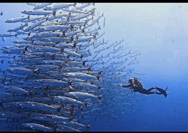 Night Dive